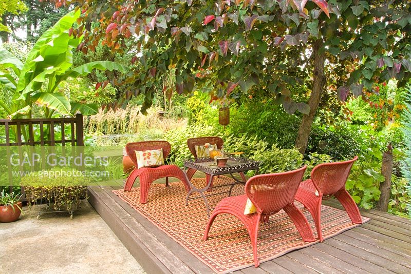 Asian Fusion-style chairs on wooden deck with Cercis canadensis 'Forest Pansy' - Eastern Redbud, Musa basjoo - Japanese Banana.