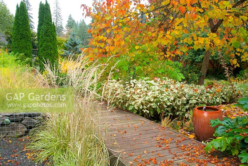 Fall garden with wooden plank pathway and ceramic pot fountain. Cercis canadensis 'Forest Pansy' - Eastern Redbud, Calamagrostis x acutiflora 'Eldorado' - Feather Reed Grasses, Persicaria virginiana syn. Polygonum virginianum syn. Tovara virginiana 'Painter's Palette' - Knotweed.