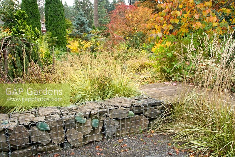 Fall garden with gabion stone wall adjacent to wooden plank pathway. Molinia caerulea 'Variegata' - Purple Moor Grass, Calamagrostis x acutiflora 'Eldorado' - Feather Reed Grass.