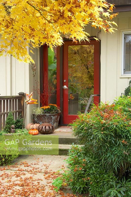 Fall entry garden with red door, pathway, containers with fall decor. Nandina domestica - Heavenly Bamboo, Acer palmatum - Japanese Maple.