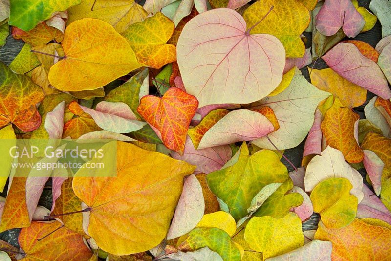 Closeup of fall foliage of Cercis canadensis 'Forest Pansy' - Eastern Redbud.