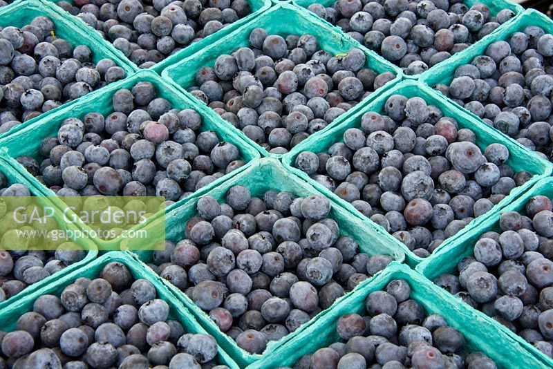 Pint containers of fresh blueberries at the farmer's market. Vaccinium corybosum - Blueberry.