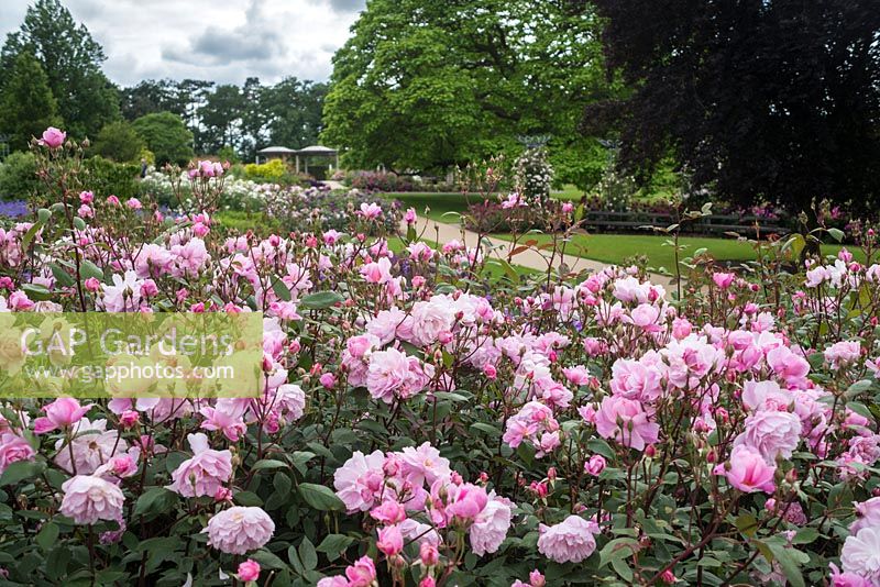 Rosa 'Mortimer Sackler'. The Bowes-Lyon Rose Garden, RHS Gardens, Wisley, Surrey.