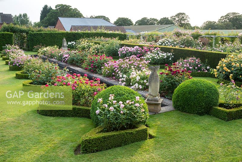 Rose garden with yew hedges, canal and serpentine borders edged with box. The Renaissance Garden, David Austin Roses, Albrighton, Staffordshire.