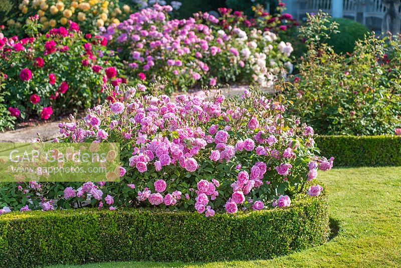 Rosa 'Harlow Carr'. The Renaissance Garden, David Austin Roses, Albrighton, Staffordshire.