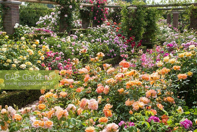Rosa 'Charles Darwin', Christopher Marlow', 'Wisley 2008',Lady of Shalott' and 'Grace'. The Long Garden, David Austin Roses, Albrighton, Staffordshire.