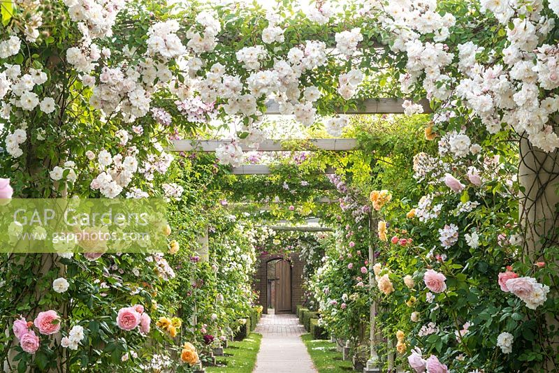 Rose covered pergola Pergola with Rosa 'Adelaide D'Orleans'. The Long Garden, David Austin Roses, Albrighton, Staffordshire.