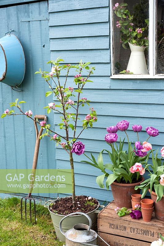 Mini apple tree and tulips in pots outside blue garden shed