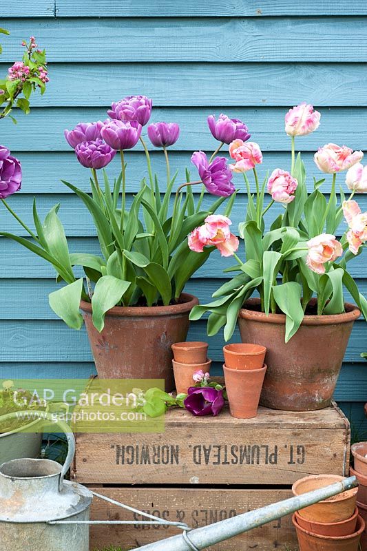 Tulips in pots outside blue shed - Tulipa 'Blue Diamond' and 'Apricot Parrot'