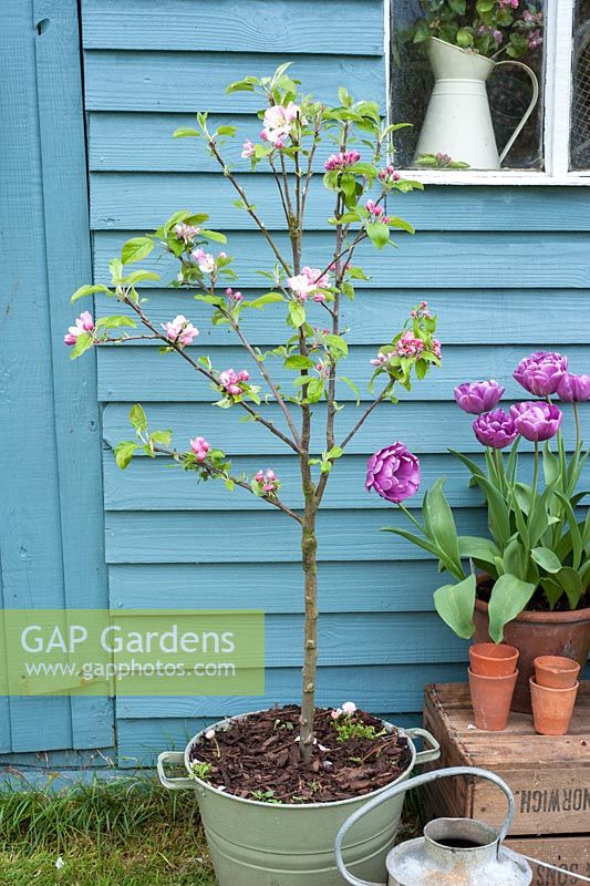 Containerised dwarf apple tree in blossom with tulips by blue shed