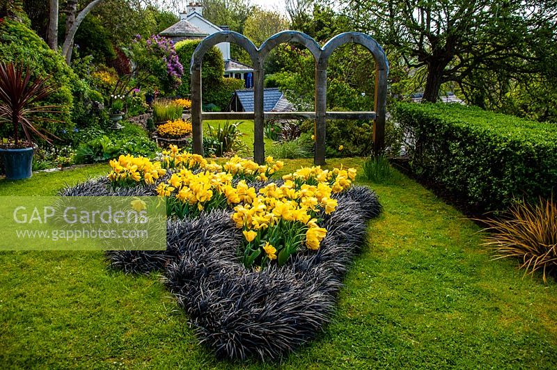 Spring Tulips and Ophiopogon planiscapus 'Nigrescens' - Tudor cottage, North Wales.The black grass follow the shadows cast by the three arches.