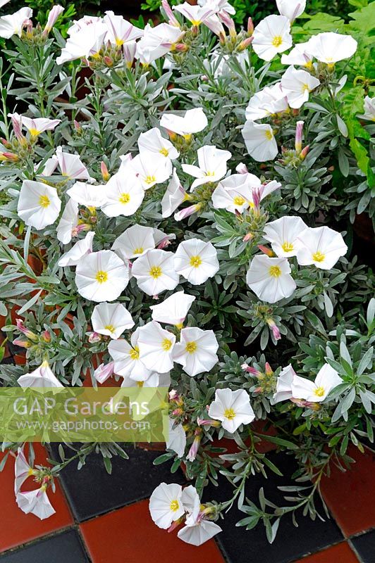 Convolvulus cneorum - Shrubby or Silvery Bindweed in pot on black and terracotta tiles.