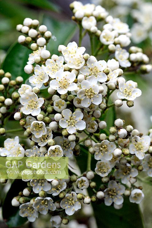 Pyracantha - Mohave in close-up
