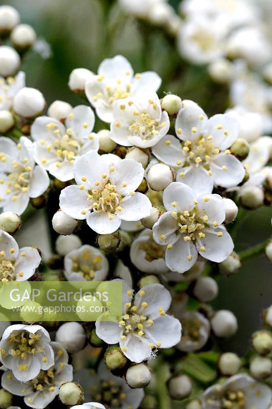 Pyracantha - Mohave in close-up