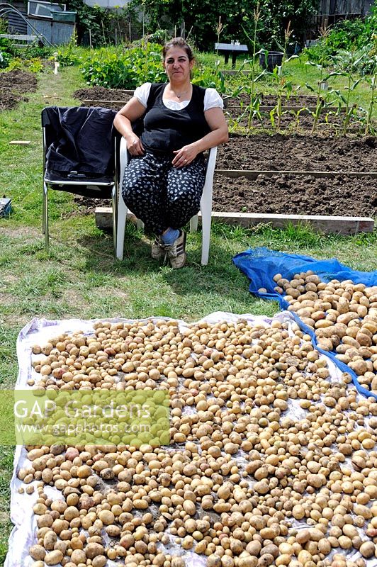 Woman on her allotment with potatoes laid out in the sunshine to dry. Golf Course Allotments, London Borough of Haringey.