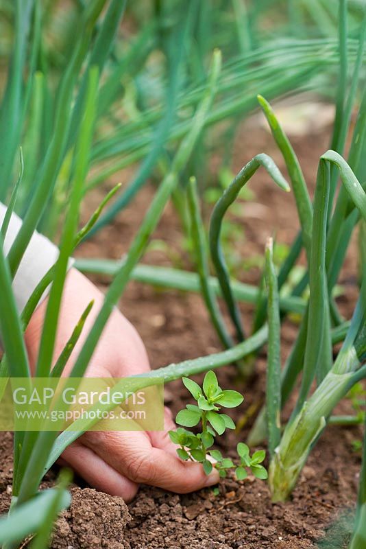 Weeding in vegetable garden. Onions.