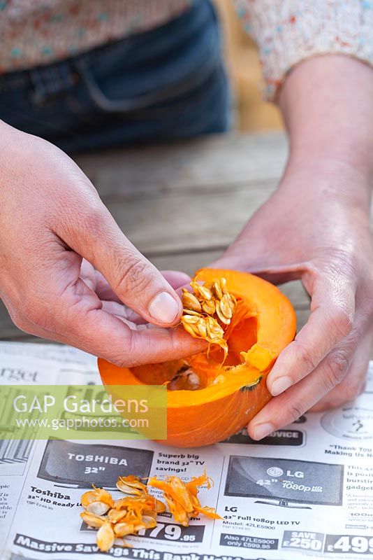 Woman collecting seeds from overwintered pumpkin 'Hokkaido'.