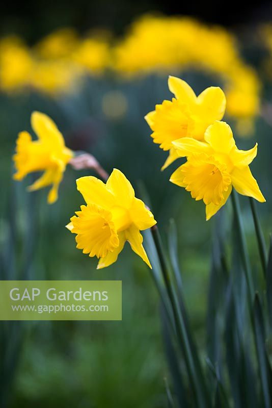 Narcissus obvallaris (Tenby daffodils)