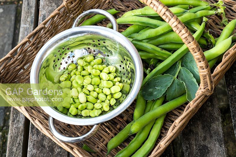 Freshly picked Broad beans 'Aquadulce', shelled beans in stainless steel colander