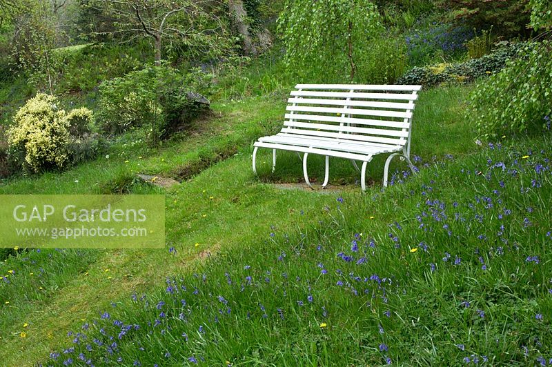 White painted bench in woodland garden with grass paths cutting through swathes of bluebells and wild flowers - Maenan Hall, Snowdonia, North Wales 
 