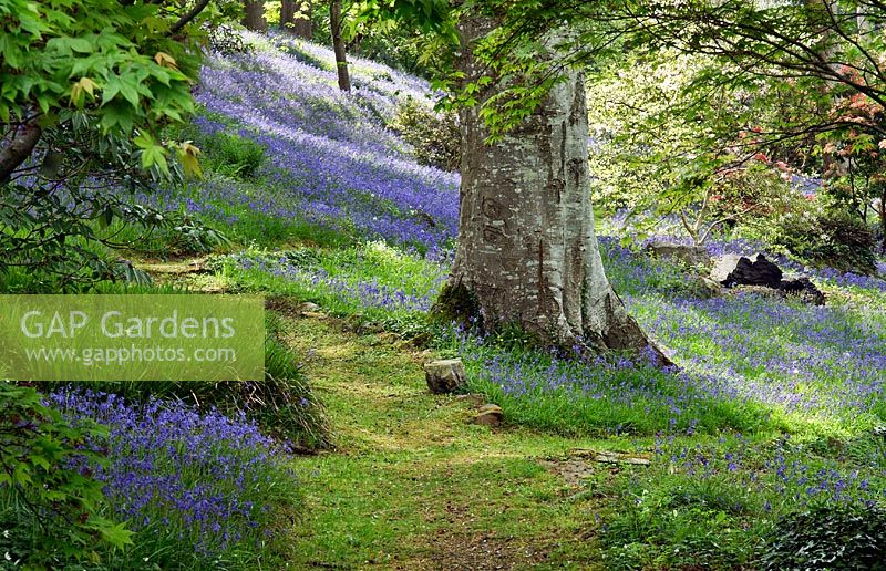 Woodland garden with specimen trees, Rhododendron and Azaleas in dell with grass paths cutting through swathes of bluebells and wild flowers - Maenan Hall, Snowdonia, North Wales 
 
