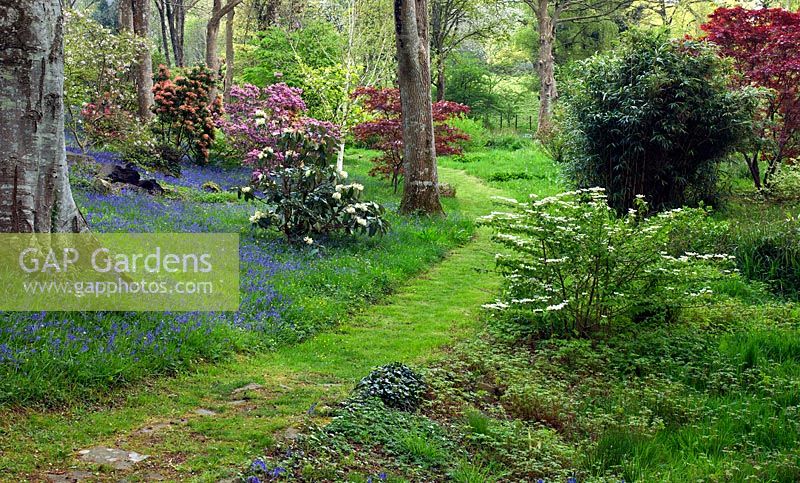 Woodland garden with specimen trees, Rhododendron and Azaleas in dell with grass paths cutting through swathes of bluebells and wild flowers - Maenan Hall, Snowdonia, North Wales 
