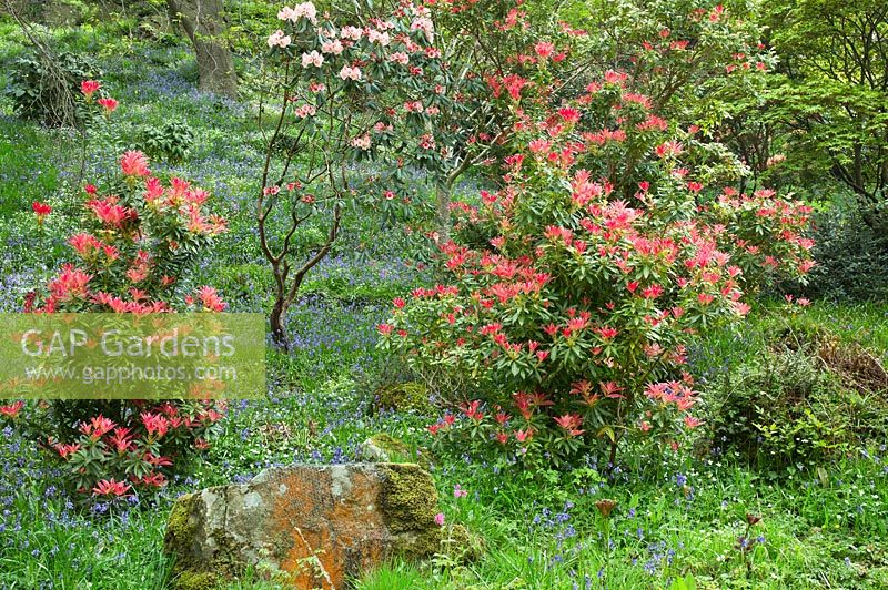 Woodland garden with specimen trees, Pieris 'Forest Flame' in dell with grass paths cutting through swathes of bluebells and wild flowers - Maenan Hall, Snowdonia, North Wales 