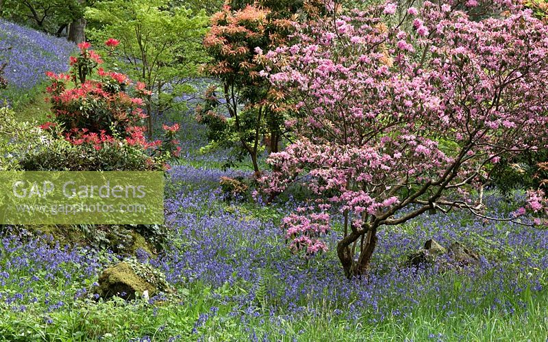 Woodland garden with specimen trees, Rhododendron and Azaleas in dell with swathes of bluebells and wild flowers - Maenan Hall, Snowdonia, North Wales 