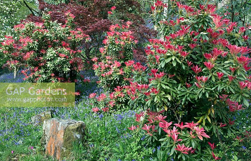 Woodland garden with Pieris 'Forest Flame' underplanted with swathes of Hyacinthoides non-scripta - Bluebells and wild flowers - Maenan Hall, Snowdonia, North Wales 