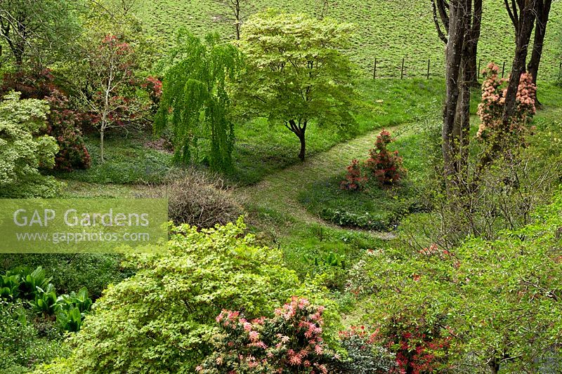 Woodland garden with specimen trees, Rhododendron and Azaleas in dell with swathes of bluebells and wild flowers - Maenan Hall, Snowdonia, North Wales 
