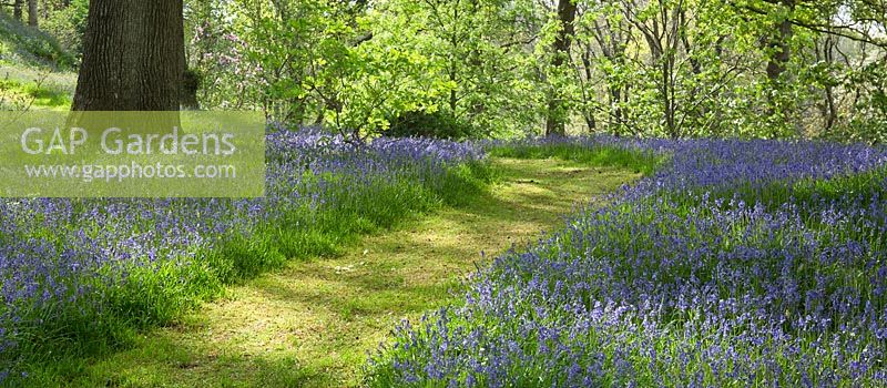 Woodland garden with specimen trees, Rhododendron and Azaleas in dell with grass paths cutting through swathes of bluebells and wild flowers - Maenan Hall, Snowdonia, North Wales 