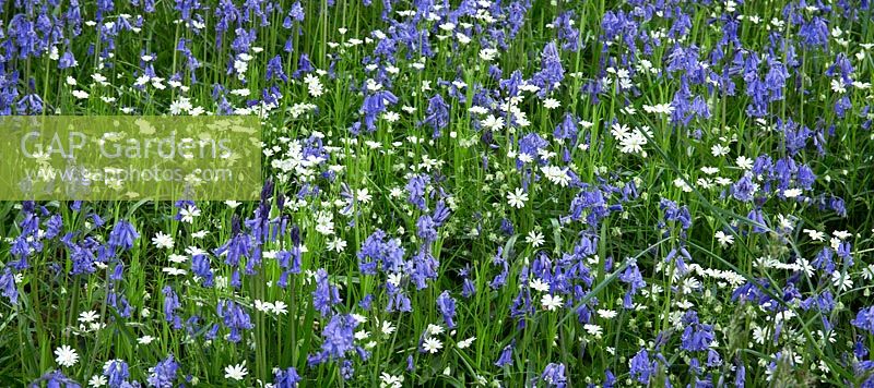 Hyacinthoides non-scripta - Bluebells, Stellaria holostea -  Greater stitchwort and White campions - Maenan Hall, Snowdonia, North Wales 