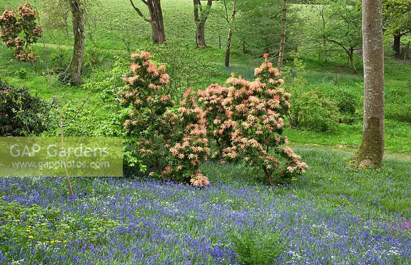 Woodland garden with specimen trees, Rhododendron and Azaleas and Pieris in dell with grass paths cutting through swathes of bluebells and wild flowers - Maenan Hall, Snowdonia, North Wales 