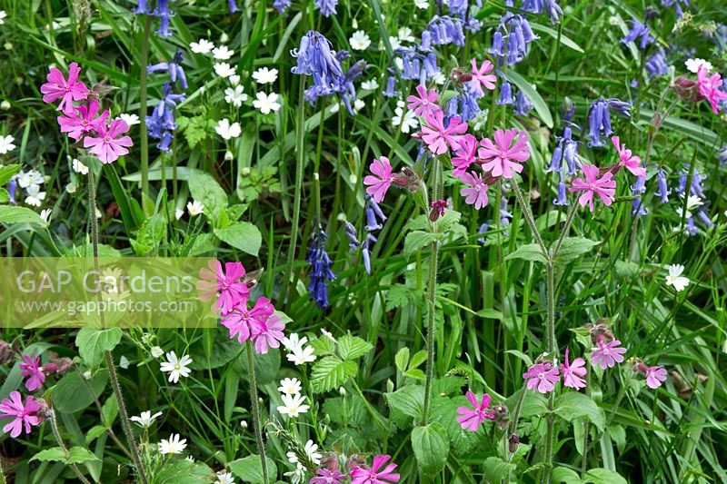 Silene dioica - Red Campion and Hyacinthoides non-scripta - Bluebells and wild flowers - Maenan Hall, Snowdonia, North Wales 