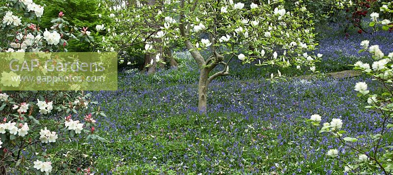 Woodland garden with specimen trees, Magnolias and Azaleas in dell with swathes of bluebells and wild flowers - Maenan Hall, Snowdonia, North Wales 