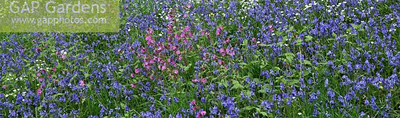 Silene dioica - Red Campion, White Campions and Hyacinthoides non-scripta - Bluebells - Maenan Hall, Snowdonia, North Wales 
 