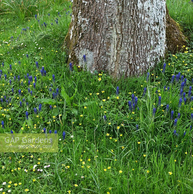 Wildflowers and Muscari planted round base of mature tree in spring - Maenan Hall, Snowdonia, North Wales 
