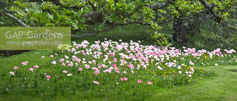 Pink and white Tulips 'Foxtrot' growing in grass with buttercups and daisys in Spring - Maenan Hall, Snowdonia, North Wales 