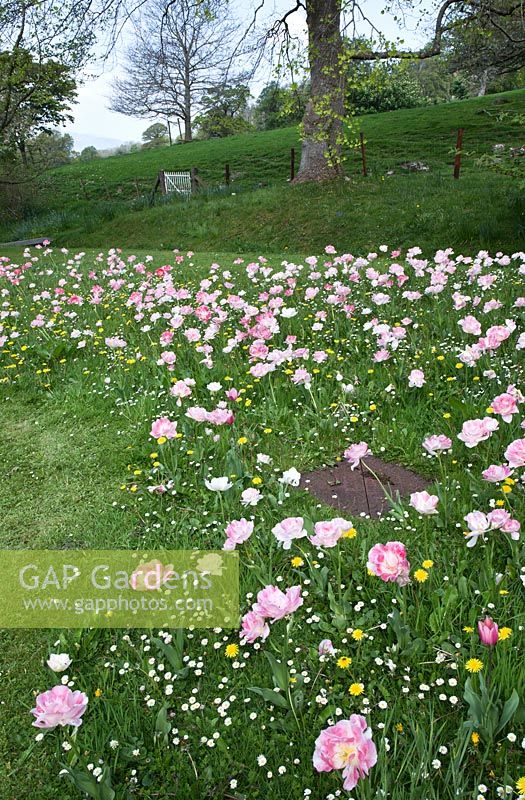 Pink and white Tulips 'Foxtrot' growing in grass with buttercups and daisys in Spring - Maenan Hall, Snowdonia, North Wales 
