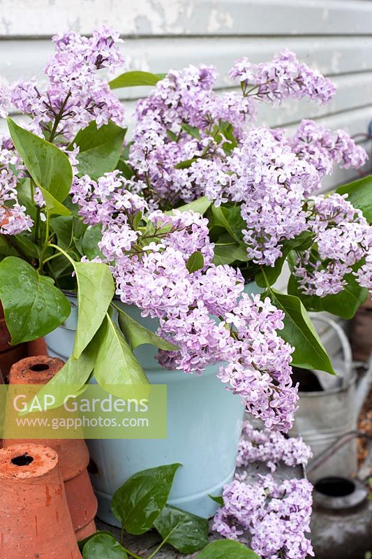 Syringa vulgaris - Lilac cut flowers in enamel bucket