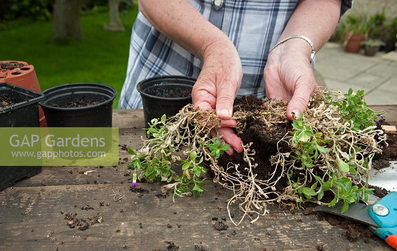 Plants for free - discard at the garden centre makes 3 new Aubretia plants