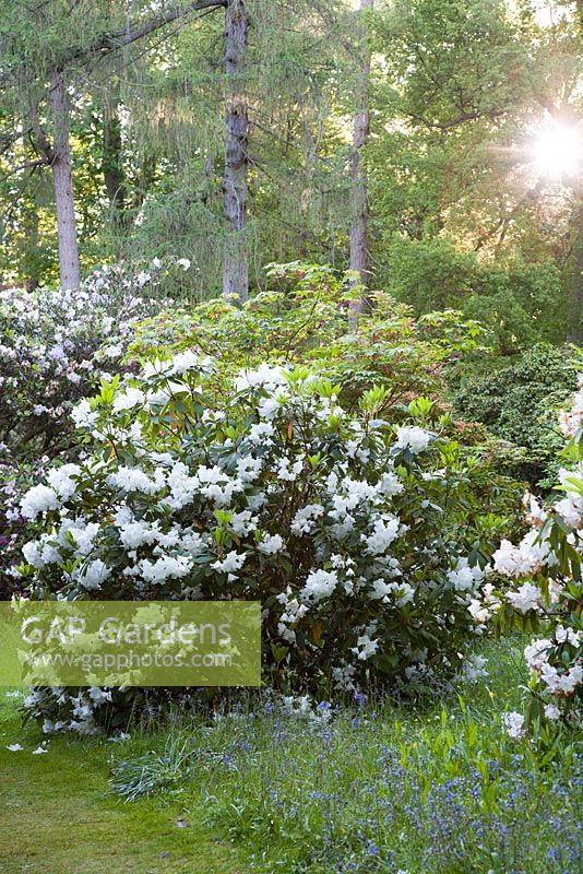 Loderi group Rhododendrons line footpath through spring woodland garden. Ramster Garden, Surrey