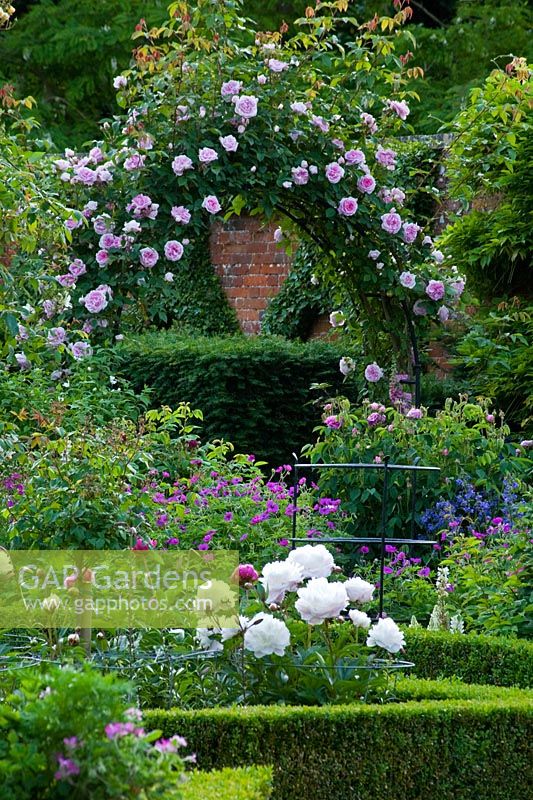 Floral English garden with pink roses trained over an arch and white double Peony 'Festiva Maxima' in the foreground - Seend, Wiltshire