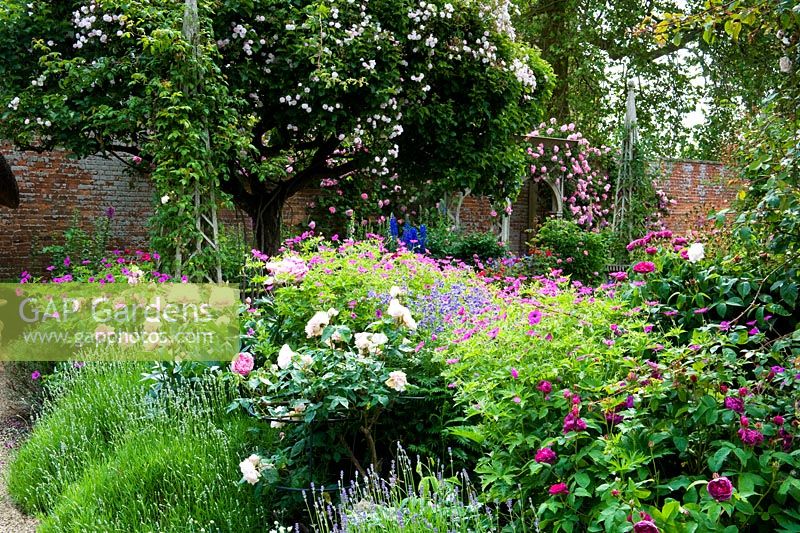 Corner of colourful and floral classic English walled garden with pink double Roses and Lavender beneath old apple tree covered in a rambling rose style - Seend, Wiltshire

