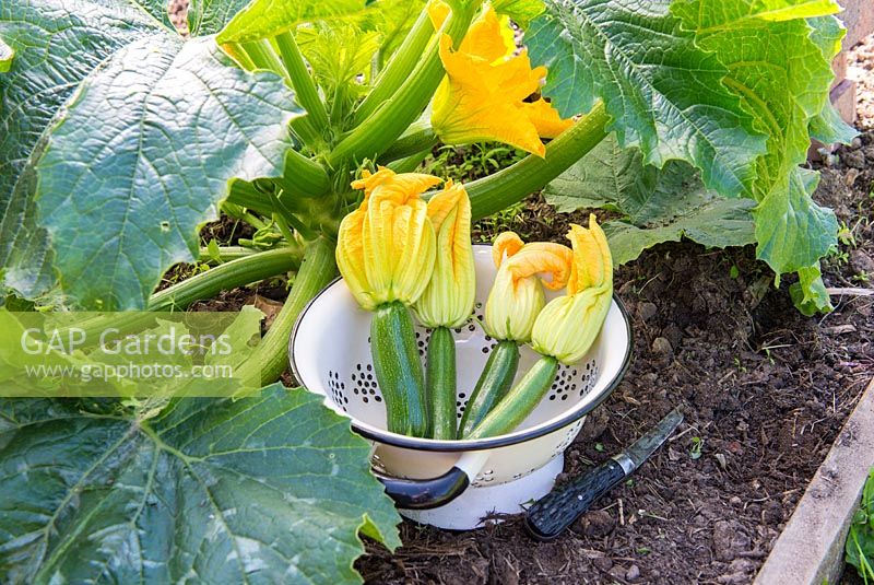 Freshly cut young Courgettes with flowers, 'Defender'