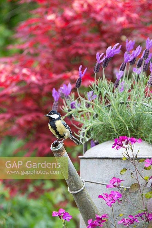 Parus major - Great tit on a Lavender planted Watering Can