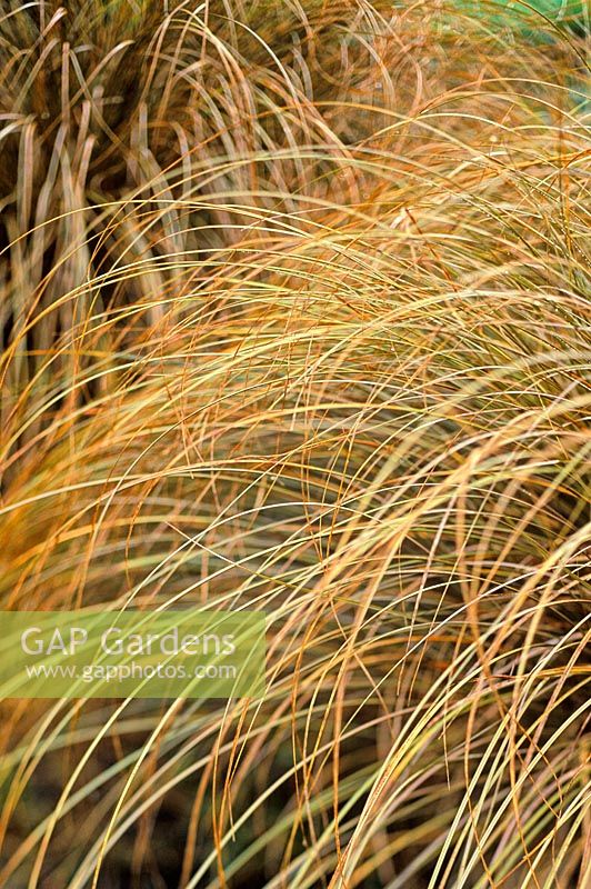 Carex comans Bronze, Sedge. Grass, August. Portrait of hair like golden grass.