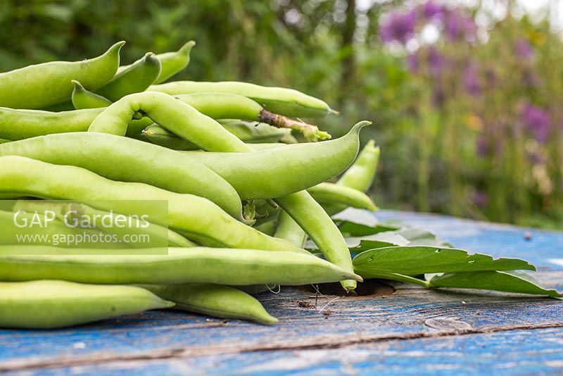 Harvested Broadbean 'Aquadulce Claudia' on blue wooden surface. 
