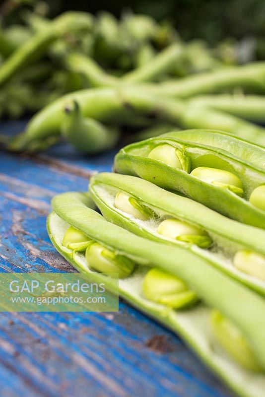 Split bean pods of 'Aquadulce Claudia' on blue wooden surface.