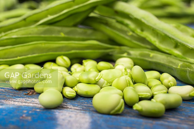 Beans of Broadbean 'Aquadulce Claudia' on blue wooden surface. 